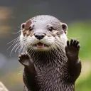 OtterBot avatar