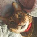 Anonameows Confessions avatar