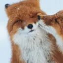 FoxesEveryHour avatar