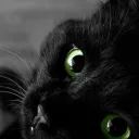 Hack the Cat avatar