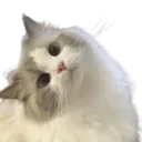 baba avatar