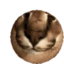 Floppa Chief avatar