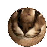 Floppa Chief avatar