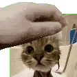 PetPet avatar