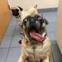 Puggy avatar