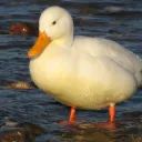 Enten Bot avatar