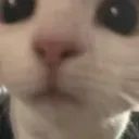 Catstare avatar
