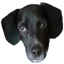 Lyan avatar