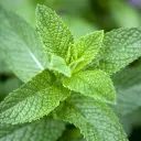 MINT avatar