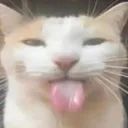 Bleh avatar