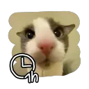 Soggy Cat Every Hour avatar