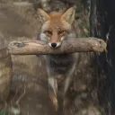 Foxy avatar