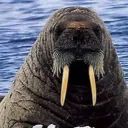 WallyWalrus avatar