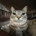 ScratchBot 😸 avatar