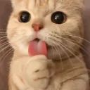 GATITO avatar