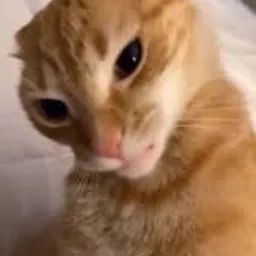 Cat Folder avatar