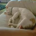 Cat Folder avatar