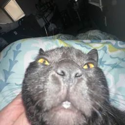 Void avatar