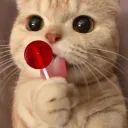 GATO avatar