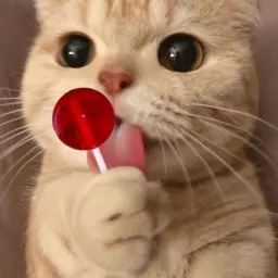 GATO avatar