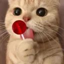 GATO avatar
