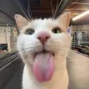 Meow avatar