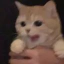 Kitty avatar