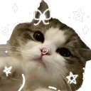 Catsy avatar