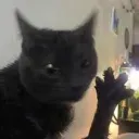 DabloonsReincarnated avatar