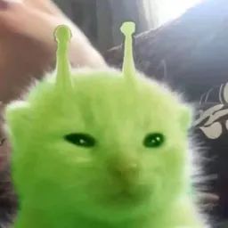 Alien Cat avatar