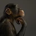 thinking monkey avatar