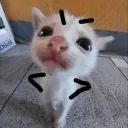 米花 avatar