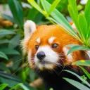 La chasse aux pandas avatar