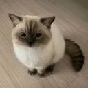 Smokey the Siamese avatar