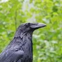 birdvirus bot avatar