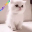 ᶻ Neko Neko 𝗓 𐰁 avatar