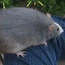 Ratscanner.org avatar