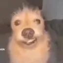Scrappy avatar