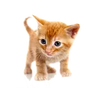 Table-One-Mahjong avatar
