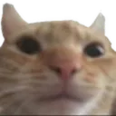 Swag Cat avatar