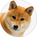 Wishlist Doggo avatar
