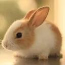 Animal Photos avatar