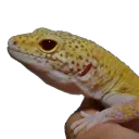 Gecko avatar