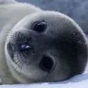 Seal avatar