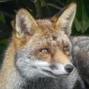 fox bot avatar
